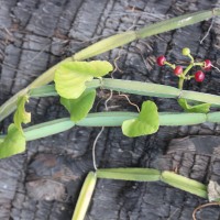 Cissus quadrangularis L.